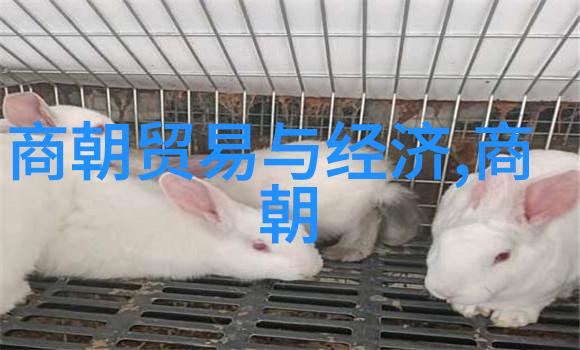 大明王朝映射问题-探究历史影子揭秘大明王朝在现代文化中的映射与挑战