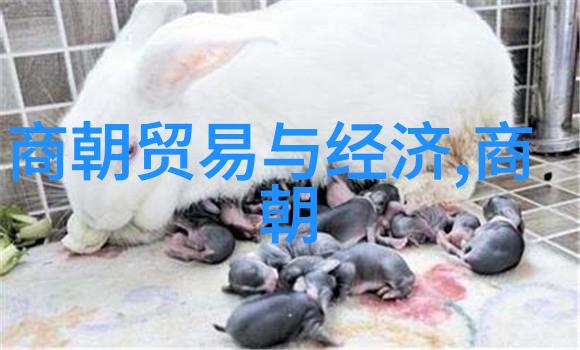 中原之变北宋覆灭的历史迷雾