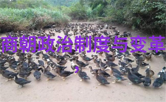 在中国历史上哪些关键事件塑造了特定时期的朝代时间轴