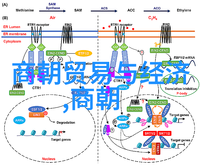 唐代楷书四大家黄道周的艺术足迹