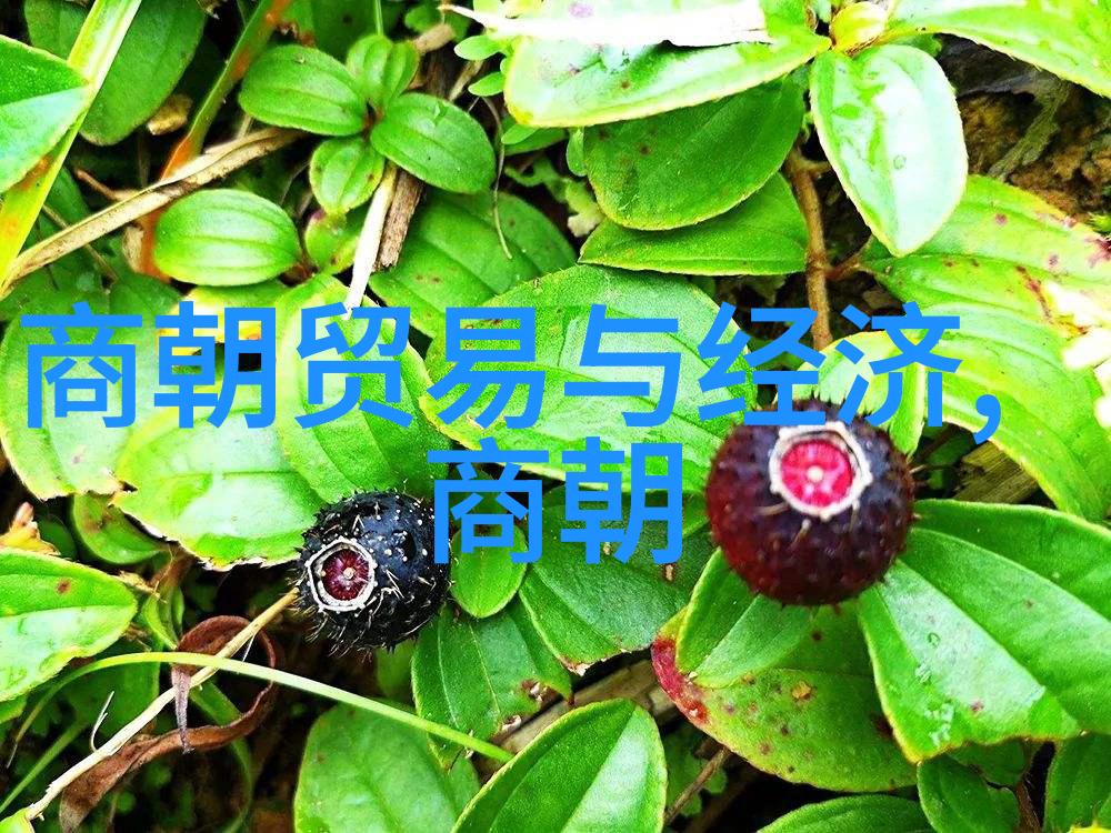 蜜芽miya737.cnn我是如何在生活中找到自己的甜蜜秘密花园的