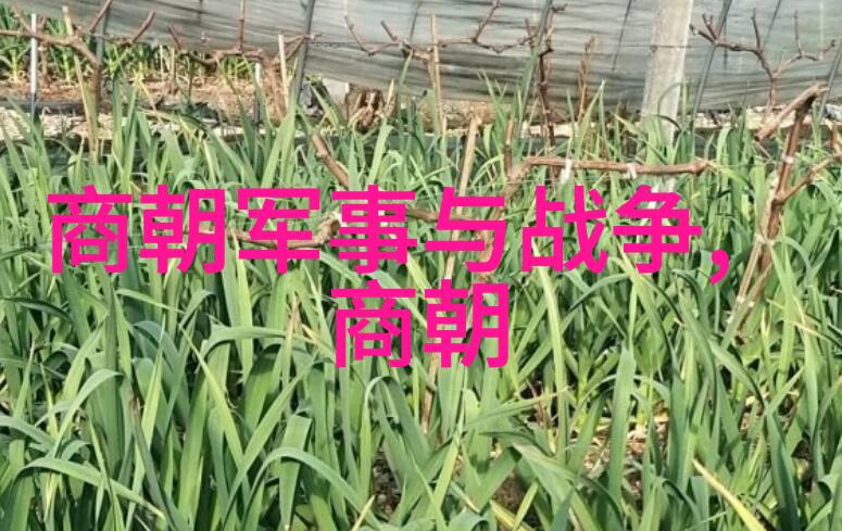 阳台上的秘密探险宝宝的奇遇