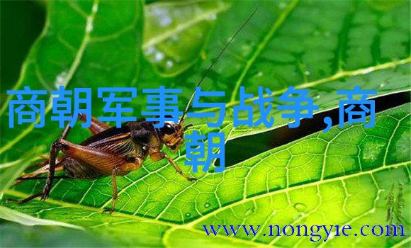 从汉到清历经千年探索中国朝代先后顺序的奥秘
