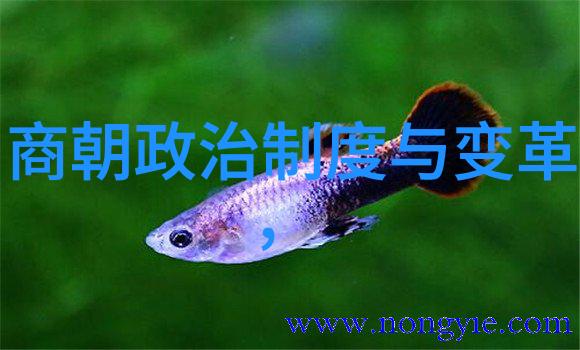 大明的铁血将军朱祁镇的成就与影响