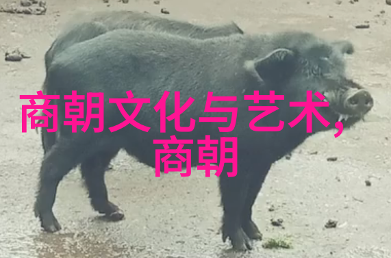 天下第一剑倚天屠龙记中的武功秘籍解析
