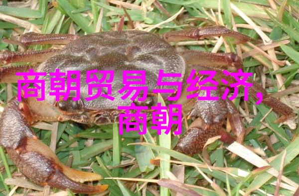 书法奇缘苏大椿的墨海探秘