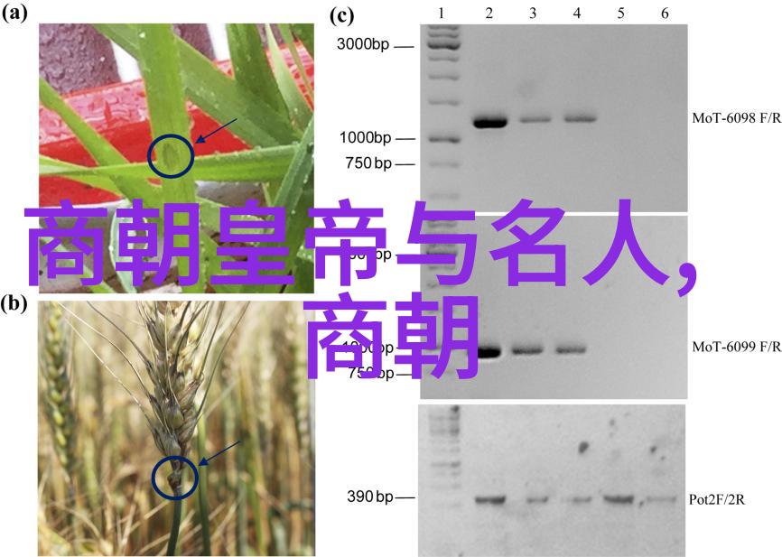 孟珙尝后图真迹全图一幅南宋军事文化的缩影