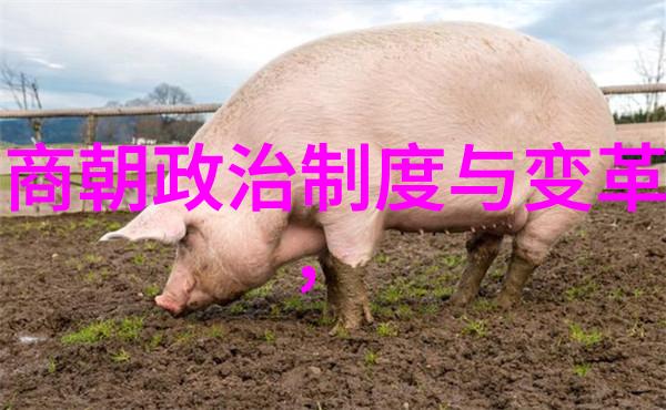 南宋尽头的历史迷雾明清交替的故事