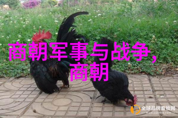 宋朝风云录北辇之变与南京保卫战