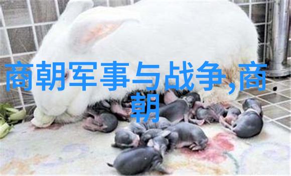 明朝无昏君之谜从盛世到覆灭的反差篇