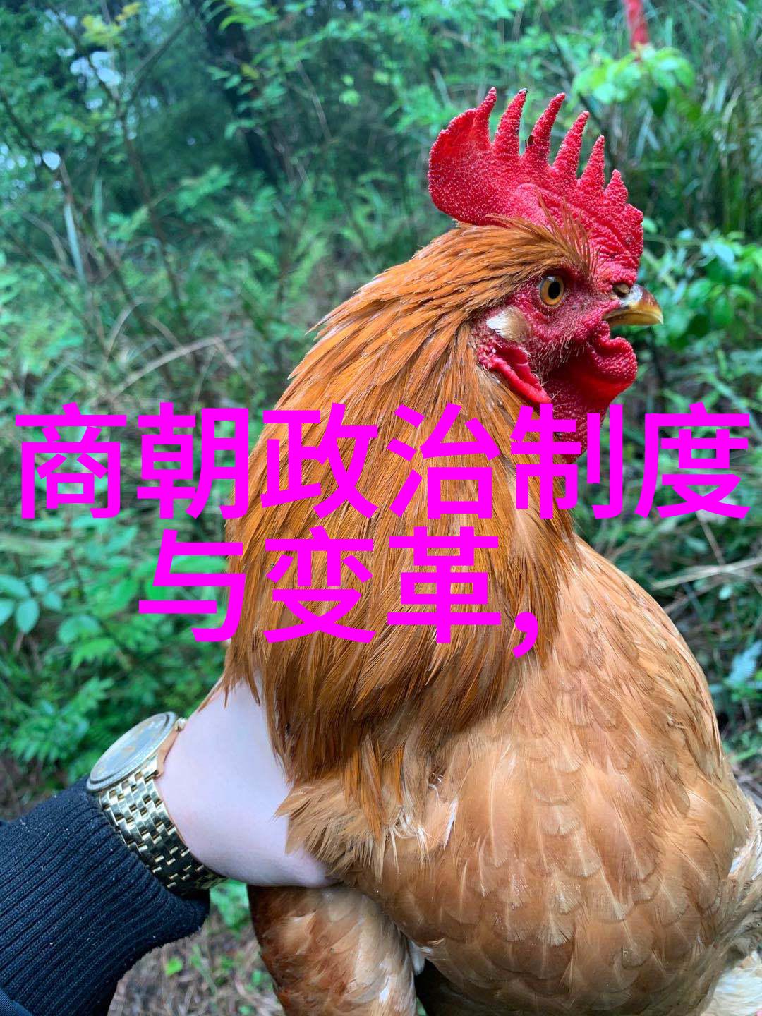 非洲部落文化中的五个巫师故事