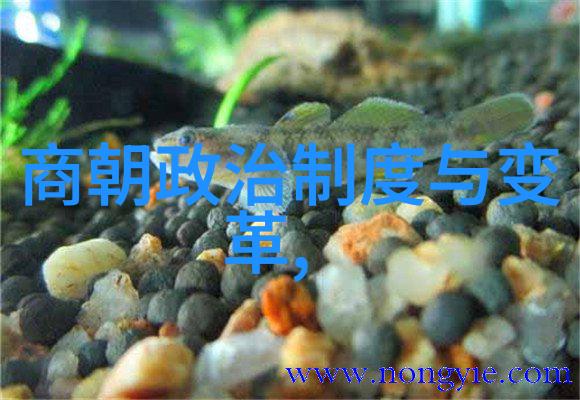 明朝龙凤呈祥的盛世纵横