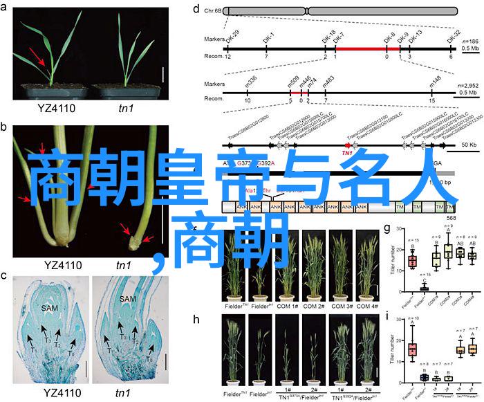 编织命运的线索一千九百四十四个名字的秘密篇章