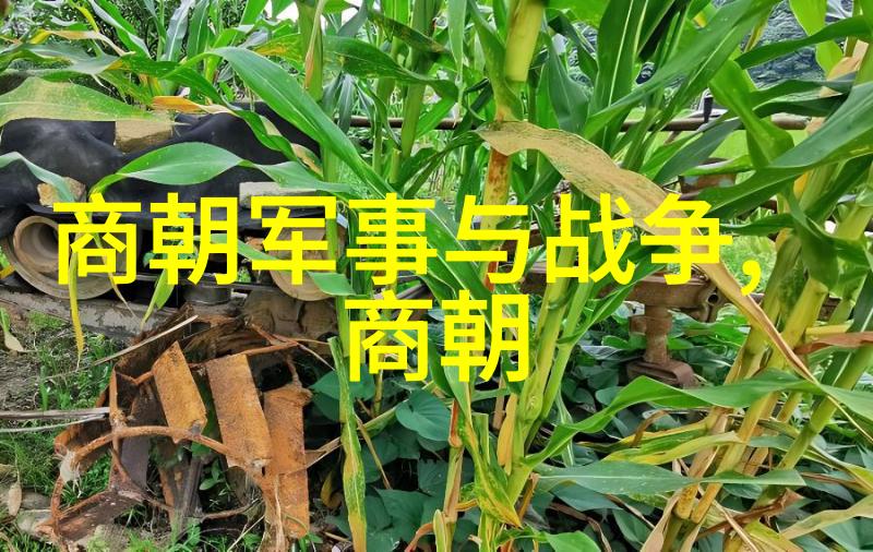 海边的秘密腿再分大点扇贝之旅