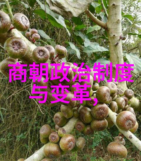 爱猷识理之谜元代的智者与腊雪之间的秘密(1339年1378年)