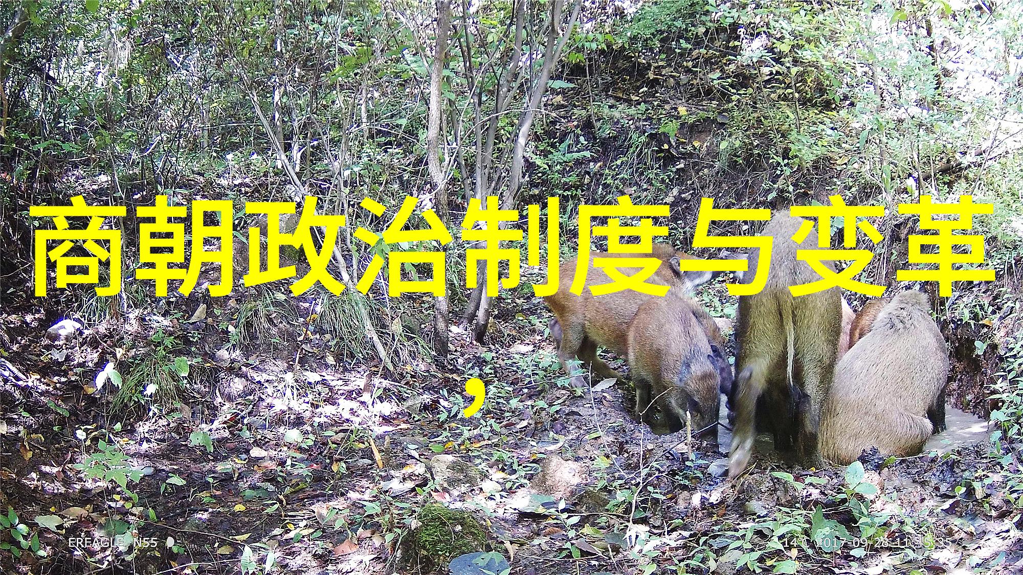 传统节日与现代庆典5000年的文化变迁探究