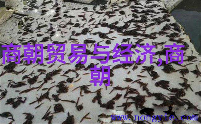 宋朝奇谈录王安石变法的逆袭与重塑