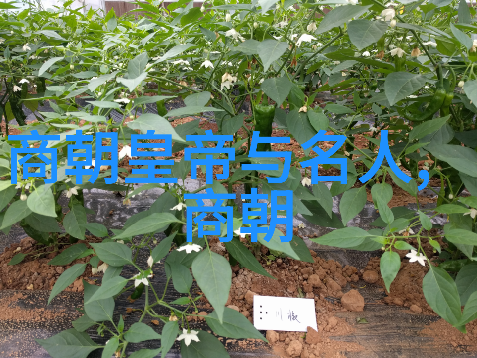 宋朝时期有几个国家-北方的辽西夏南方的楚国宋朝边境上的诸多邻国探究