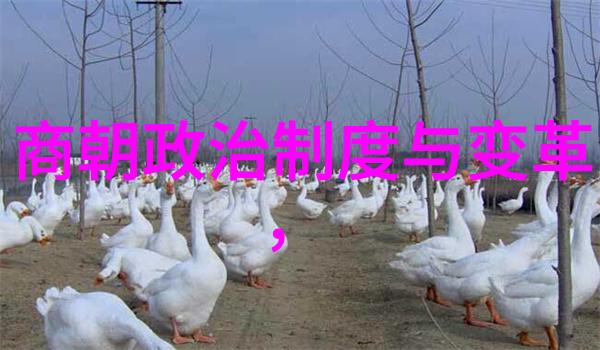 严凤英黄梅戏文化大幕下的艺术盛宴