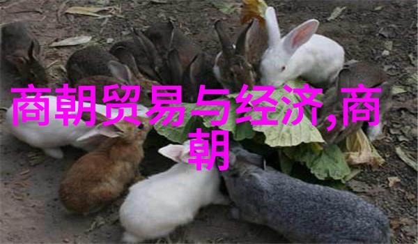 如何评价中国在科技创新方面的成就和挑战