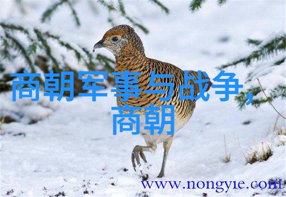金石铭记宋朝文化的瑰宝