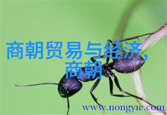 皇权与才华明朝帝王之中谁是最佳选手