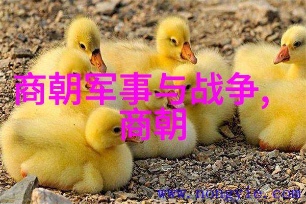 帝影重铸康熙的末日与雍正的复仇