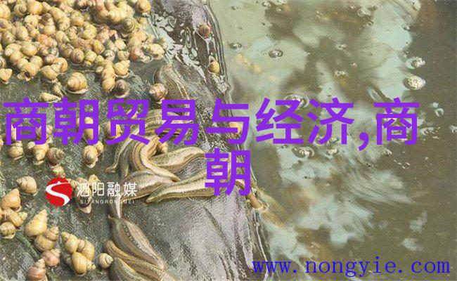 江南风华南宋的辉煌与光芒