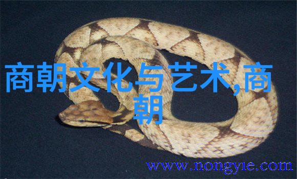 孤独天下中华武术之传承